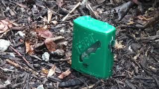 Carpenter Ant problem SOLVED! 4K video.Terro Bait Stations work!