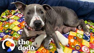 Senior Pittie Gives Birth In Foster Mom's Hand | The Dodo Pittie Nation