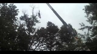 Tree work with Chris Orser