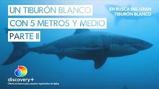 Este podría ser el tiburon blanco más grande del mundo | Parte II | En busca del gran tiburón blanco