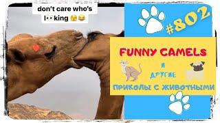 Funny Animals  Funny with Animals  Смешные Животные  Приколы с Животными 