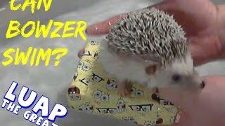 Can Bowzer Swim? We'll see.  Bowzer the Best Hedgehog on the internet.