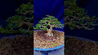 Sancang small koleksi Dunia Hobby Art #bonsai #bonsaiindonesia #bonsaijuara #bonsaitree