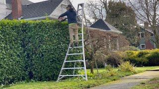 Trimming Laurel Hedge with Stihl KM 131 R Kombi and the Stihl HS 82 R