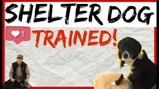 Dog Training Methods for Shelter Dogs - Dog Behavior and Body Language Explained