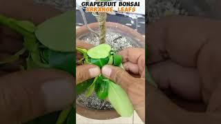 GRAPEFRUIT / SUHA #tutorialsvideo #bonsailovers #gardening #plantslover #plantita #plantito