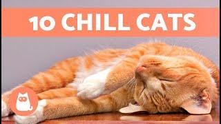 Top 10 CALMEST CAT BREEDS  The Chillest Cats