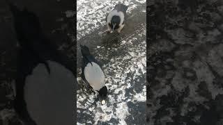 Яйцо - моё! #вороны \ The egg is mine! #crow