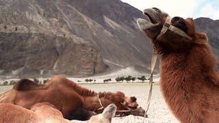 NEPAL HIMALAYA BIG MOUNTAIN , Nepal himalaya pahar - nepal camels