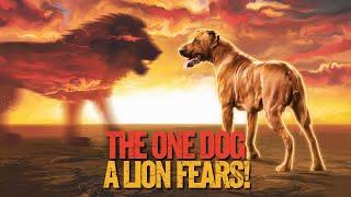 The One Dog That Even a Lion Fears!