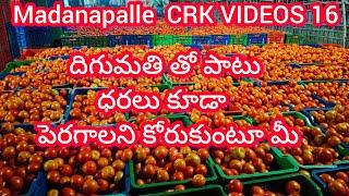 24/12/24 Madanapalle Tomato prices  మదనపల్లె టమాటా రేట్లు #crkvideos16 #tomatoprices