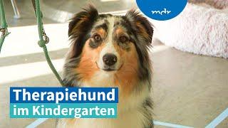 Therapiehund Käthe sorgt für Ruhe und Lerneffekte im Kindergarten | MDR um Zwei | MDR