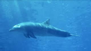  Дельфинотерапия БЕЗ МУЗЫКИ! Dolphin sounds 