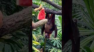 Malayan Flying Fox - Fragile Forest @ SINGAPORE ZOO 2024 #Singapore