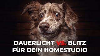 Hundefotografie - Dauerlicht vs. Blitz fürs Hunde-Homestudio