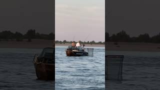 Уловы Нижней Волги Судаки #fishing #рыбалка #отдых #boating