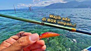 Andalan!! Umpan Minnow untuk Mancing Casting di Karang Dangkal | Ultralight Casting