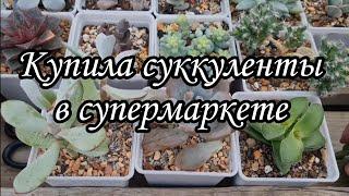 Новые суккуленты в коллекцию! Что делать с суккулентами после покупки.