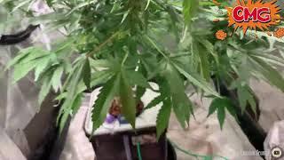 Выращиваем автик в гидропонике DWC. 400г  с куста. FastBuds Gorilla Glue Auto | Advanced Nutrients