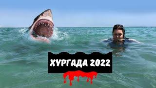 Акулы в Хургаде. Египет 2022