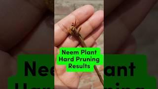Neem plant hard Pruning results #neemplant #hardprunning #homegardeningtips #gardening