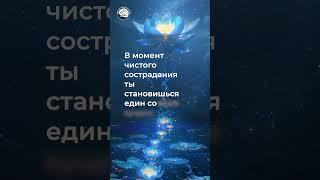 Сила сострадания: Мудрые мысли о доброте и помощи в повседневной жизни. Часть 2