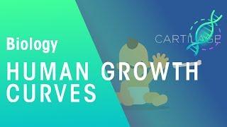 Human growth curves | Physiology | Biology | FuseSchool