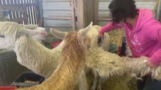 Hand Shearing Younger Suri Alpaca Priscilla