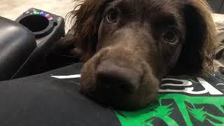 My Boykin Spaniel Puppy and what I think of the breed!