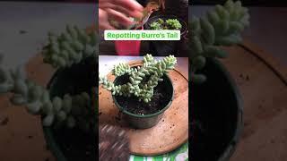 Repotting Burro’s Tail #shorts #burrostail #succulentsocial