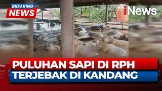 Breaking News Puluhan Sapi Kurban Terjebak Banjir di Bekasi | 05/03