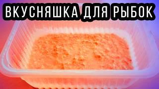 Живой корм для аквариумных рыбок круглый год! Как содержать и разводить нематоду! 4К