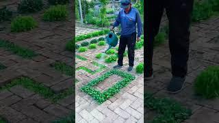 Super Gardening  #satisfying #short
