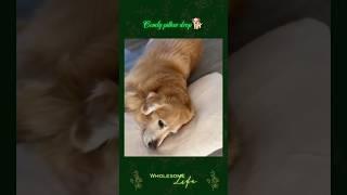 Doggy flop  #youtubeshorts #wholesome #life #cute #happy #love #animals #goldenretriever #shorts