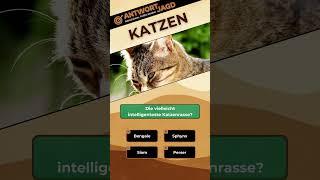 Katzenrassen im Fokus: Blaue Augen, Intelligenz und die haarlose Rasse! | Katzen-Quiz