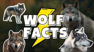 Five Fun Facts about Wolves