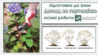 Готуємо гортензії до холодів. Що робити з гортензією восени. Укриття, обрізка, викопування гортензії