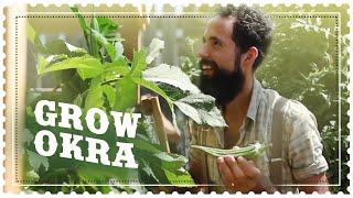 How to grow Okra from Seed