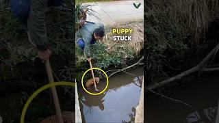 Heartwarming Rescue | Poodle Saved from Drain After Multiple Attempts