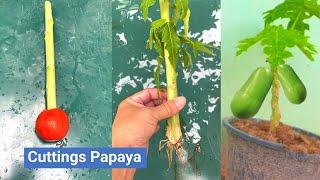 How to cuttings papaya | How to grow papaya