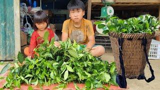 The orphan boy's job of picking tea to sell - boy orphaned parents