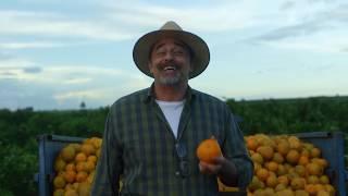 Сок «Добрый» – Апельсины из Бразилии
