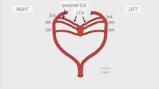 Aortic Arches - Embryology in 3 minutes