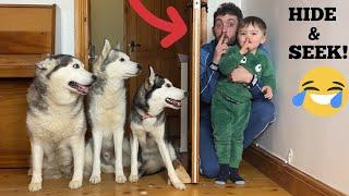 HIDE & SEEK WITH MY SIBERIAN HUSKIES!! [FUNNIEST REACTION!]