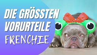 Französische Bulldogge - Die größten Vorurteile | Ist das wahr?!