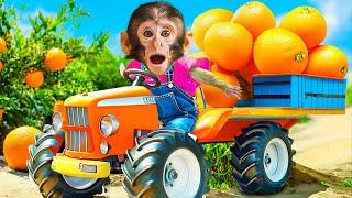 DoDo Challenge to Harvest Oranges on the Farm | DODO ANIMAL MONKEY