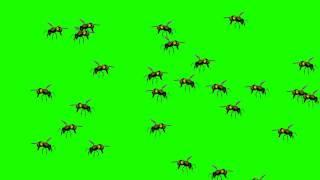 Wasp Bee Swarm Flying - Green Screen Animation