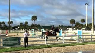 Showjumping Horse For Sale "Igor First Round"