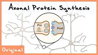 Axonal Protein Synthesis for Neurotransmission | New Discoveries