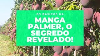 3 PASSOS para o CULTIVO Da MANGA PALMER